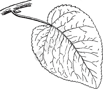古代插图雕刻树叶绘画艺术叶子种子白色黑色家庭水果图片