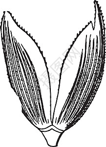 Spec Calyx 古董插图图片