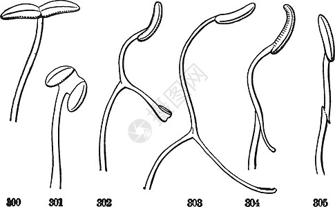 斯塔门斯古董插图图片