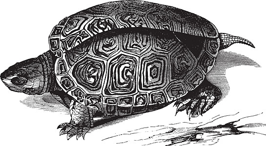 光滑的水龟复古插图图片