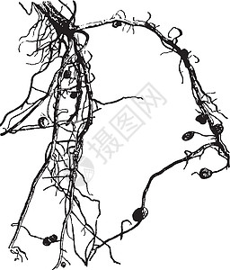 结核 根原插图黑色植物雕刻白色港口绘画生物艺术共生体器官图片