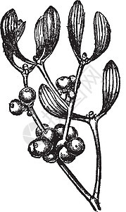 槲寄生复古插画植物黑色水果白色黄色雕刻花朵插图绘画树木图片