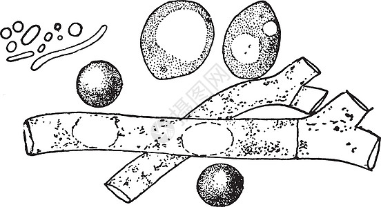霉素 酵母和细菌古代插图图片