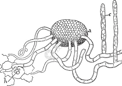 古代插图表皮黑色白色艺术菌丝孢子叶子雕刻绘画图片