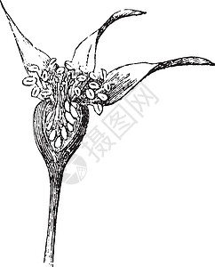 丝质玫瑰芽古董插图玫瑰黑色白色艺术雕刻绘画花朵图片