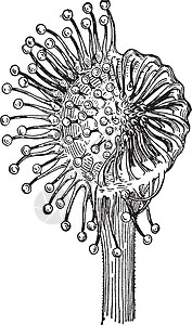 茅膏菜复古插画白色刺激纤维触手绘画植物艺术黑色雕刻插图图片