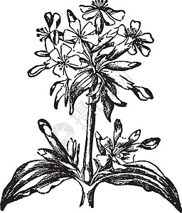 肥皂草复古插画黑色雕刻艺术树叶白色粉色香味绘画插图植物图片
