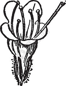 毒蛇牛舌草复古插画白色绘画雕刻植物黑色艺术插图图片