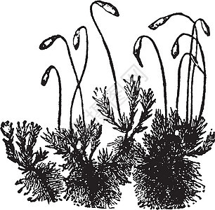 苔藓复古插画气候黑色艺术白色孢子胶囊植物绘画雕刻生产图片