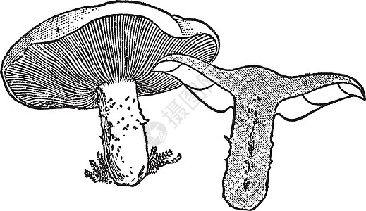 蘑菇复古插画绘画黑色插图艺术白色雕刻图片