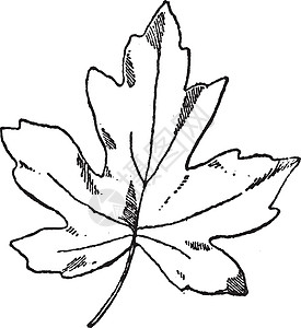 东方琥珀树的叶子是李属的落叶树图片