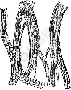 来自马心的肌肉纤维 古老的插图图片