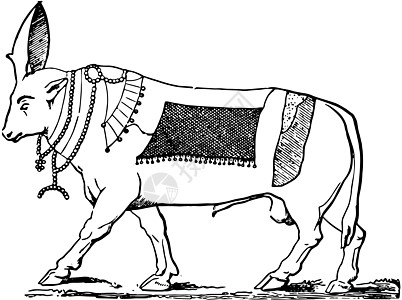 Bull Apis 古董插图图片