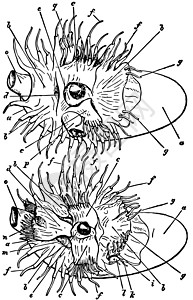 女性和男性Nautilus 年份说明图片