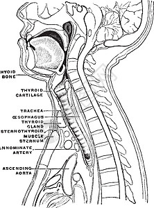长颈和头部人员配备科 陈年插图高清图片