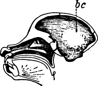 鳄鱼头骨 古代插图图片