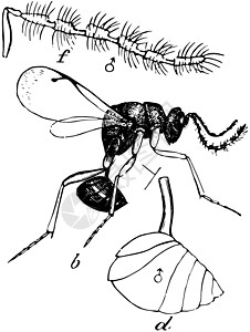 醇香白酒男性沙西德黄蜂 陈年插图插画