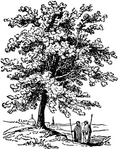 Terebinth 树古迹插图图片