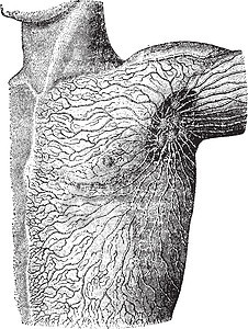 肩部的淋巴结 陈年插图图片