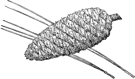 加勒比松树古董插图的松果骨图片