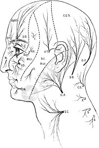 感官神经向头部和颈部 老式插图图片