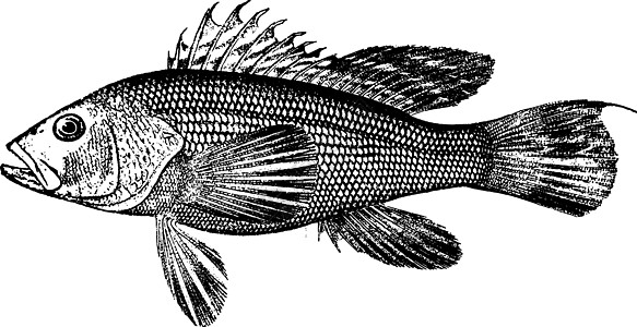 海巴斯 古代插图图片