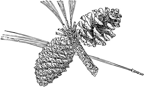 亚利桑那州松树古董插图的松果骨图片