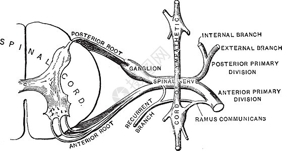 脊柱神经 古董插图背景图片