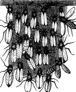 蜜蜂分泌插图图片