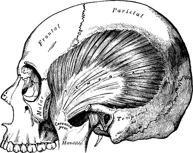 颞肌复古图图片