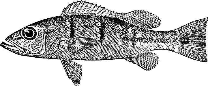 Cichla 陈年插图图片