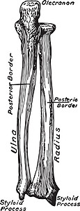 前臂骨骼的多拉目 旧式插图图片