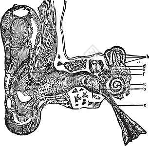 右耳部分 陈年插图图片