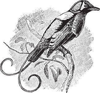 威尔逊天堂鸟 古典插图背景图片