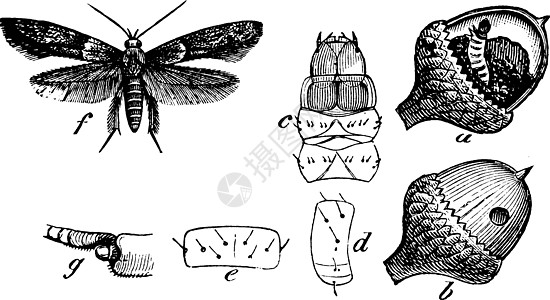 橡子蛾复古图背景图片