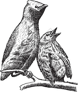 雪松太平鸟复古插画雕刻艺术黑色白色插图鸟类家庭蚕科绘画太平鸟图片