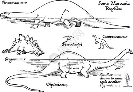 中生代爬行动物复古插画背景图片