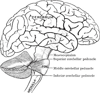 脑部部分连接 老式插图图片