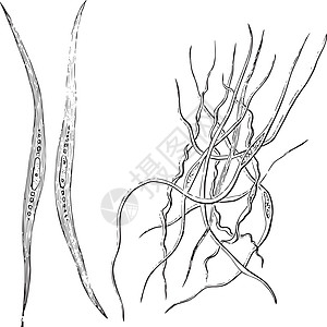 平滑肌纤维复古插图图片