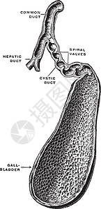 胆囊和胆管复古插图图片
