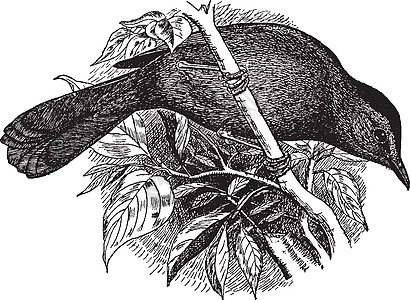 灰猫鸟 古董插图图片