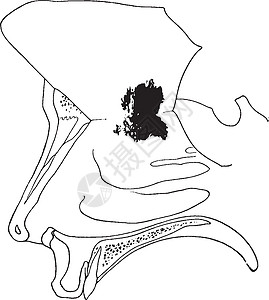 嗅觉粘液膜复古插图图片