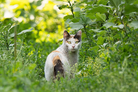 红猫在草地上猫咪橙子花园太阳黄色小猫虎斑毛皮绿色场地图片