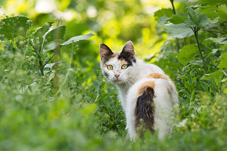 红猫在草地上红色毛皮动物小猫哺乳动物场地黄色花园橙子绿色图片