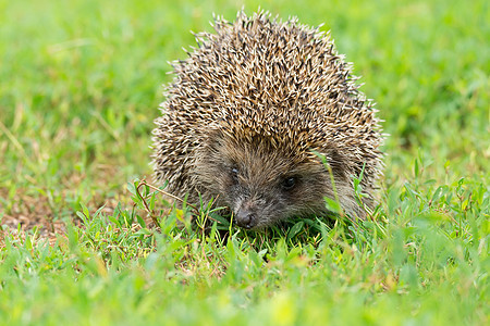 草地上刺猪警报哺乳动物绿色眼睛野生动物豪猪动物防御花园荒野图片
