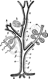 水力 古老的插图图片