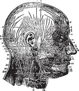 面部和刻度的神经 老式插图图片