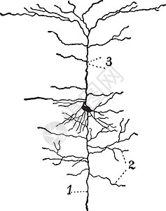 脑状Cortex的中子 老式插图图片