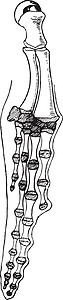 老式插图标签黑色白色骨头解剖学绘画前肢艺术大翅目须鲸图片