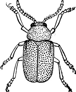 多米尼加甲壳虫 陈年插图图片